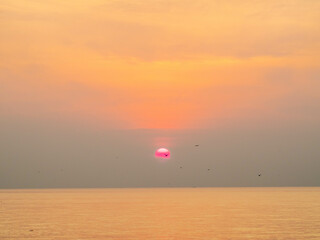 Sun is rising over horizon line with sea view and colorful sky, seagull fly for foreground