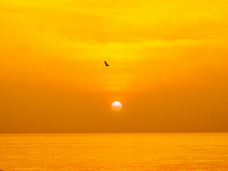 Fototapeta na wymiar Sun is rising over horizon line with sea view and colorful sky, seagull fly for foreground