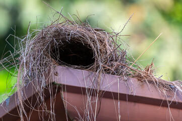 Yellow flycatcher artfully builds its nest in a gutter. Natural handicrafts at lofty heights