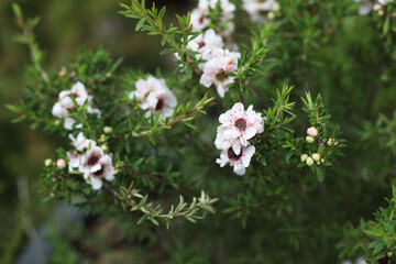 New Zealand tea tree or Manuka flower (Leptospermum scoparium)