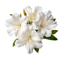 Foto op Canvas White azalea flowers isolated on transparent backround with clipping path. © AkuAku