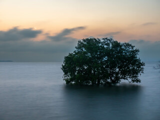 Fototapeta na wymiar Sunrise twilight sky at sea beach with tree under sea water in morning Bangkok, Thailand