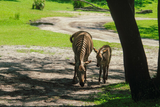 Zebras eating