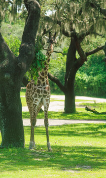 Giraffe eating