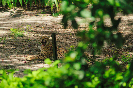 Cheetah