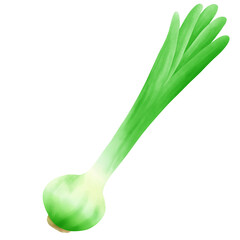 spring onion