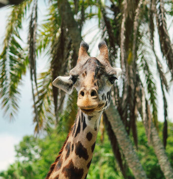 Giraffe