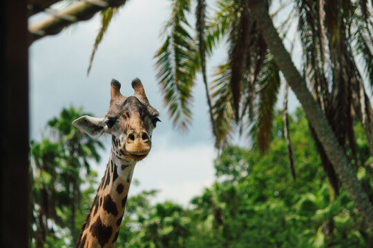 Giraffe