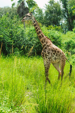 Giraffe walking