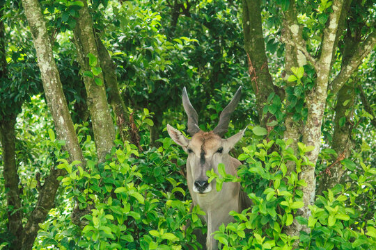 Eland