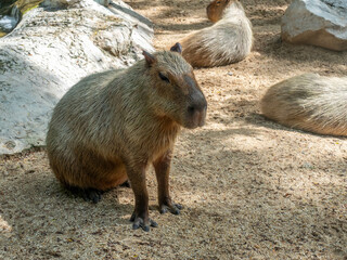 Capybara, the biggest rodent animal, sit on its place in zoo, Bangkok, Thailand