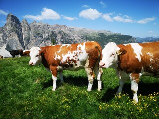 Südtirol Panorama. Mit Alta Badia, Seiser Alm, Corvara - 631237593