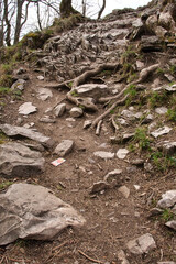 Obraz premium Rocks and tree roots on a walking path at Koenigsstuhl at Thunder Mountain in Dannenfels in the Palatinate Forest of Germany on a cloudy spring day.