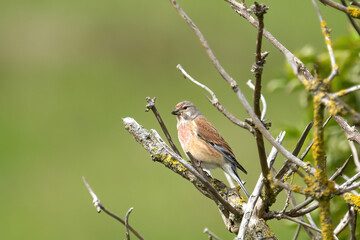 Ein Bluthänfling sitzt auf einen Zweig vor grünen Hintergrund