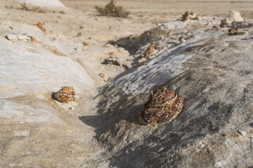 Stone mineral formations of weathering in the middle of a limestone chalk hill in the Kazakh steppe, hard rock and brittle chalk