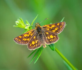 Colorful butterfly sitting on the green plant leaf.