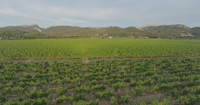 Aerial Drone View Provence France Vineyards with vintage Citroen Mehari at Sunset