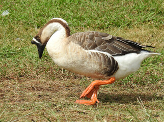 Un pato caminando por el Lac de León