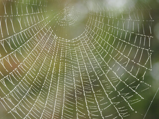 Telaraña y gotas de lluvia