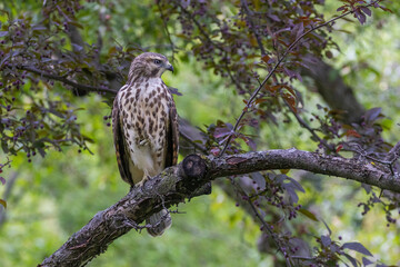 red-shouldered hawk (Buteo lineatus) juvenile in summer