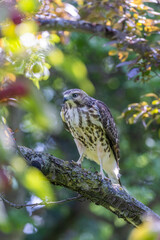 red-shouldered hawk (Buteo lineatus) juvenile in summer