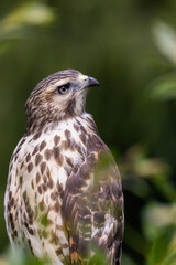 red-shouldered hawk (Buteo lineatus) juvenile in summer