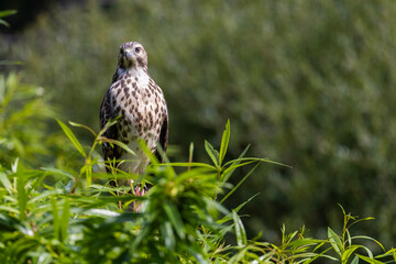 red-shouldered hawk (Buteo lineatus) juvenile in summer