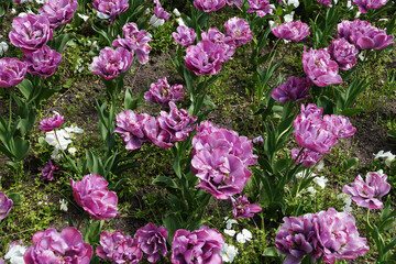 Tulip Lilac Perfection, large double flowers in the garden