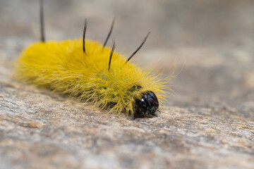 Acronicta americana, the American dagger moth caterpillar 