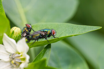  common green bottle fly (Lucilia sericata)