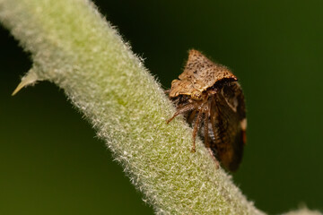 Two-horned Treehopper (Stictocephala diceros) macro photo
