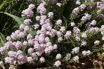 Aethionema grandiflorum in sunlight in the garden