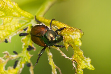The Japanese beetle (Popillia japonica)