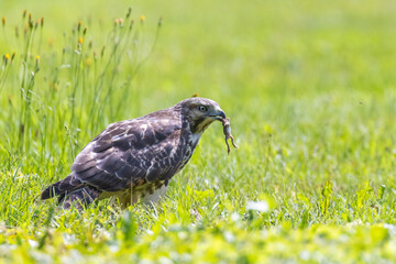 red-shouldered hawk juvenile feeding with grasshoppers