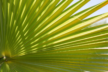 Fototapeta premium palm tree leaves