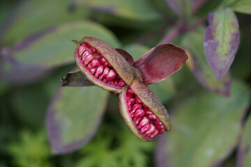 Fruits of Paeonia mlokosewitschii, Paeoniaceae family. Hanover Bergarten, Germany.