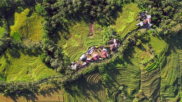 Drone flight above authentic Banjar rice terraces near Ubud village at Bali island, Indonesia. Aerial footage with a row of palm trees with long shadows in the morning