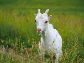 Funny portrait of a small white goat on the background of a green meadow