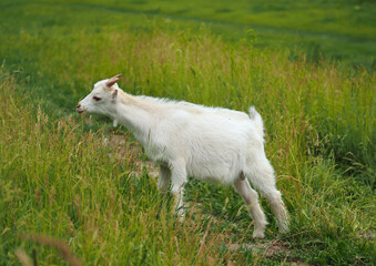 A young white goat grazes in a meadow