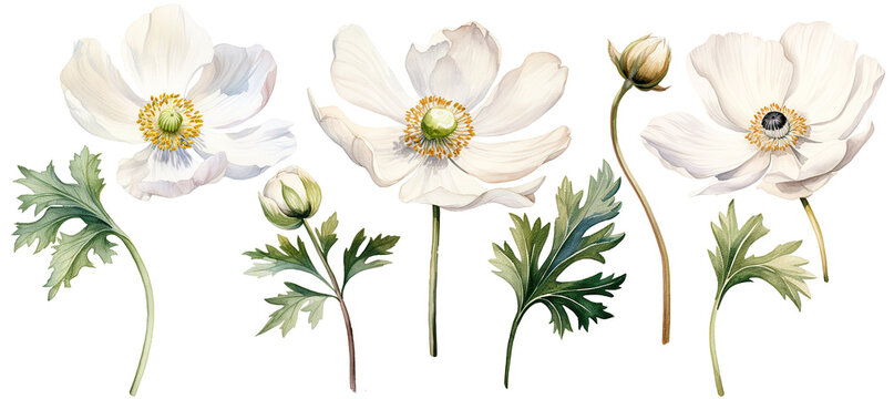 watercolor drawing white poppy, anemone. spring flower in vintage style