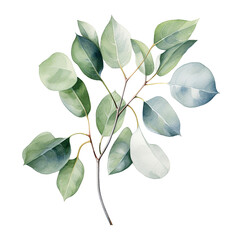watercolor drawing, branch with eucalyptus leaves. delicate illustration