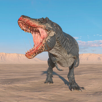 tyrannosaurus is angry on sunset desert side view