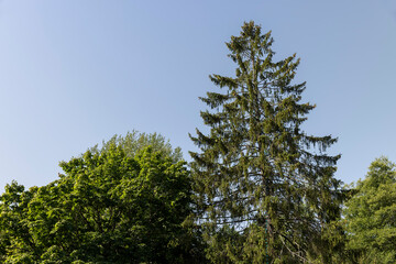 A variety of trees growing in the park