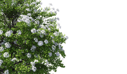 Fototapeta premium Spiraea betulifolia or White Spirea plant with isolated on transparent background - PNG file, 3D rendering illustration for create and design or etc
