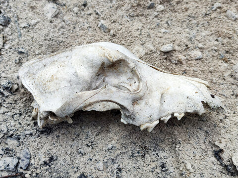 top of dog skull on gray ground