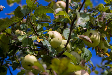 Apple harvest in the apple orchard