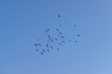 birds flying in the background of the blue sky