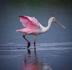Right profile of brightly colored roseatte spoonbill walking at waters edge