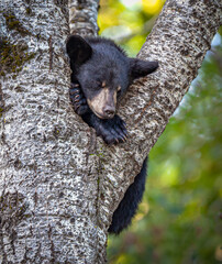 Very young black source sleeping in a tree