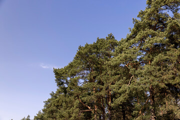 green needles on pine trees in sunny clear weather, pine trees